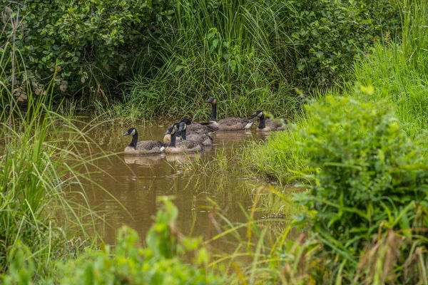 Canadian Geese Parents Together Full Grown Goslings Swimming Muddy Shallow — ストック写真