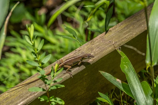 Adult Green Anole Turned Brown While Crawling Wooden Railing Woodlands — Stock Photo, Image