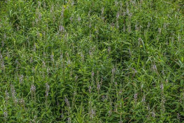 American Germander Also Know Wood Sage Growing Wild Open Field — Stock Fotó