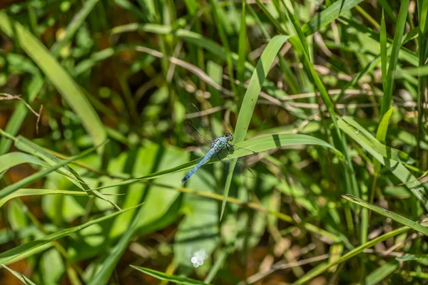 Large Light Blue Dragonfly Perched Blade Grass Water Wetlands Bright — Photo