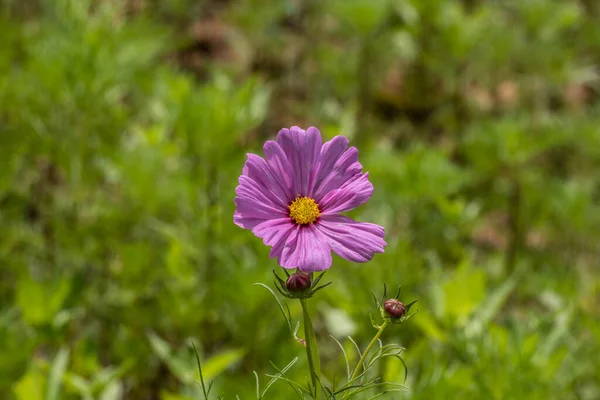 Single Pink Cosmos Flower Bloom Yellow Center Buds Field Closeup — Stock Photo, Image