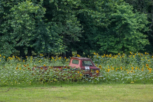 Abandoned Old Rusty Corvair Truck Left Farm Field Surrounded Sunflowers — Stock Photo, Image