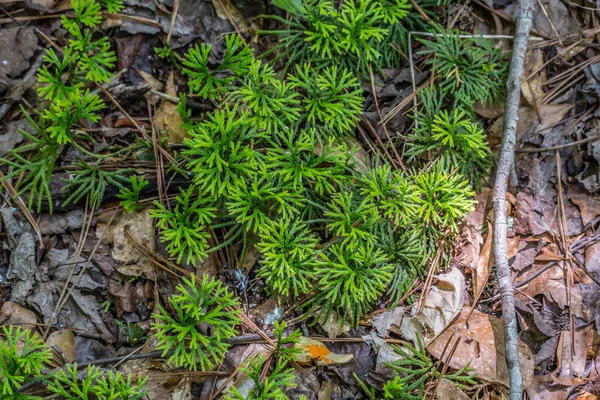 Fan Clubmos Verspreid Bosbodem Lijkt Een Coniferen Plant Die Groeit — Stockfoto