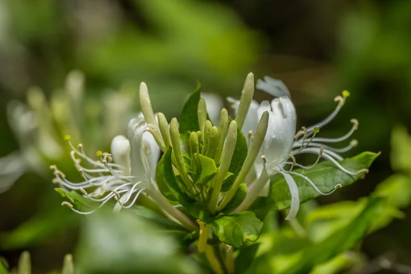 Closeup Profile View Wild White Honeysuckle Flowers Just Starting Open — Stock Photo, Image
