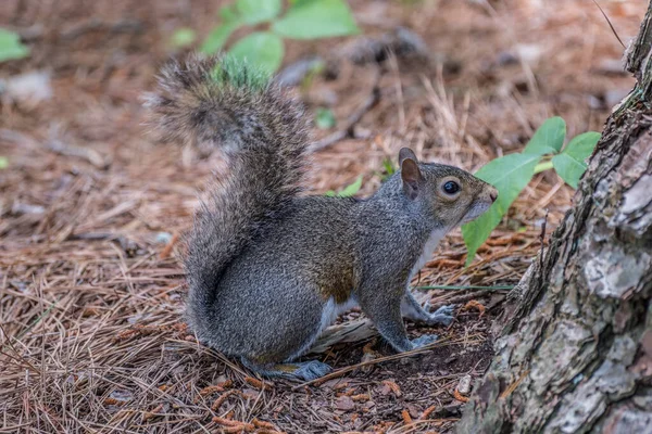 Squirrel Bushy Tail Posing Standing Forest Floor While Deciding Tree — Stock Photo, Image
