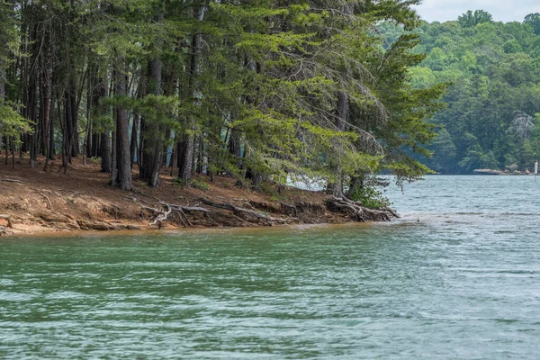 Erosión Con Raíces Árbol Expuestas Costa Áspera Lago Lanier Georgia — Foto de Stock