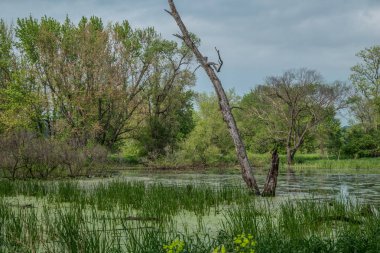 Ağaçlarda ve çalılarda yetişen yapraklar sulak alanlardaki sularda büyüyen uzun otlar ve bahar sonlarında bulutlu gökyüzünde uçan yüzlerce yusufçuk.