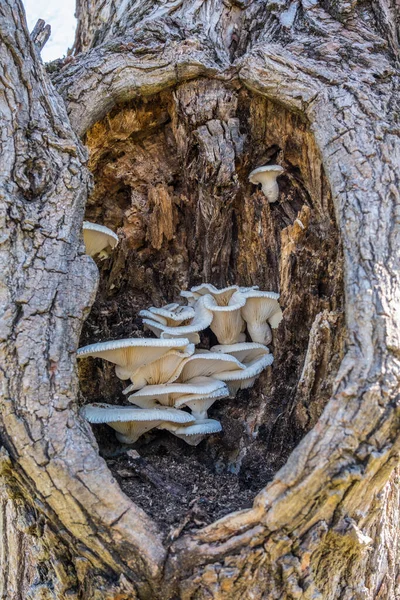 Mehrere Übereinander Gestapelte Weiße Pilze Wachsen Einem Ausgehöhlten Baum Der — Stockfoto