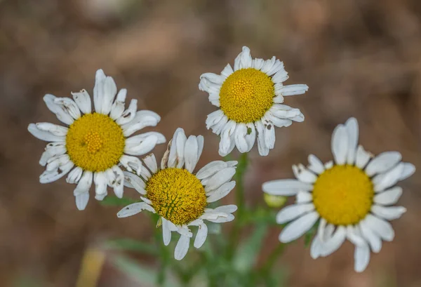 Blick Auf Die Geöffneten Gänseblümchen Nahaufnahme Auf Die Zerfetzten Und — Stockfoto