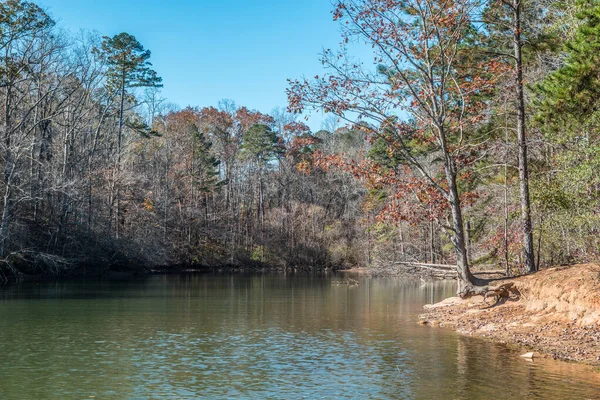 Área Entrada Lago Cercada Pelas Florestas Com Folhas Flutuantes Superfície — Fotografia de Stock