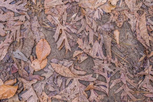 Variedade Folhas Coloridas Caídas Cobrindo Trilhas Floresta Esmagadas Rasgadas Decadência — Fotografia de Stock