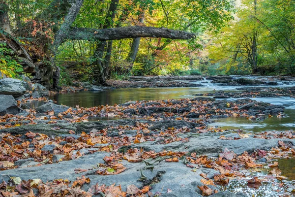 Staande Het Midden Van Kreek Naar Beneden Kijkend Door Het — Stockfoto