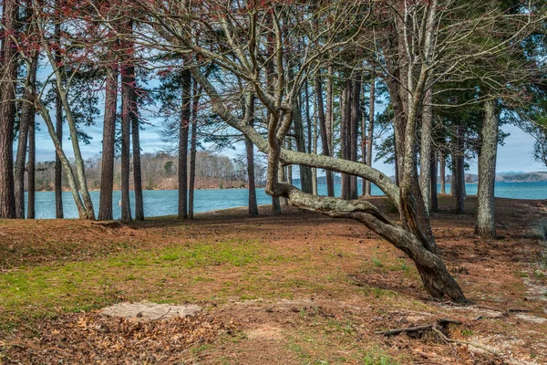 Tittar Mot Slutet Stranden Halvön Sjön Lanier Georgien Full Träd — Stockfoto