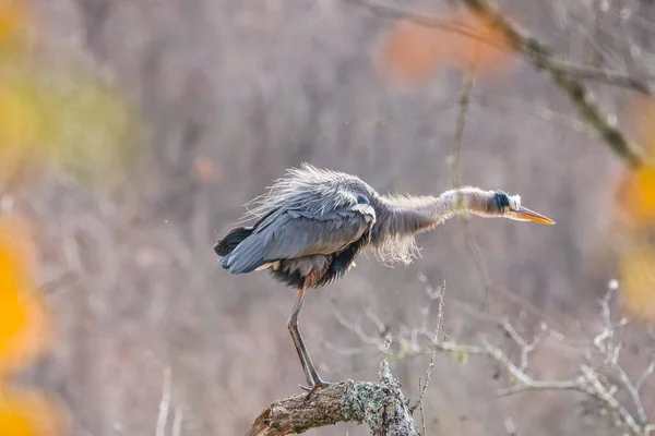 Großer Blaureiher Flog Aus Dem Wasser Auf Einen Ast Einem — Stockfoto