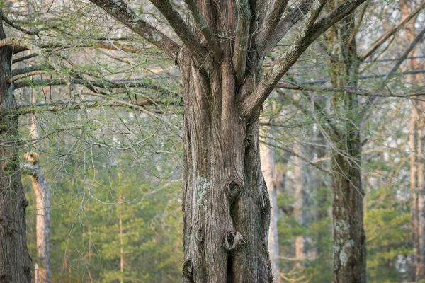 Vecchio Albero Cedro Primo Piano Con Rami Cima Primo Piano — Foto Stock