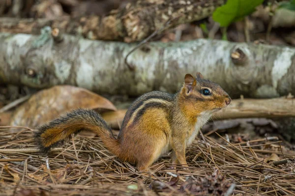 Dospělý Dospělý Chipmunk Stojí Klidně Vědom Svého Okolí Lesním Dně — Stock fotografie