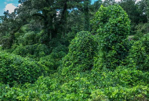 Terreno Vacío Cubierto Kudzu Una Vid Verde Frondosa Que Apodera —  Fotos de Stock