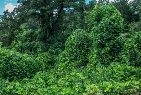 葛で覆われた空いている土地茂みの木やそのパス内の何かを引き継ぐ緑の葉のつるつる植物は南に侵入種を登ると引き継ぐでしょう — ストック写真