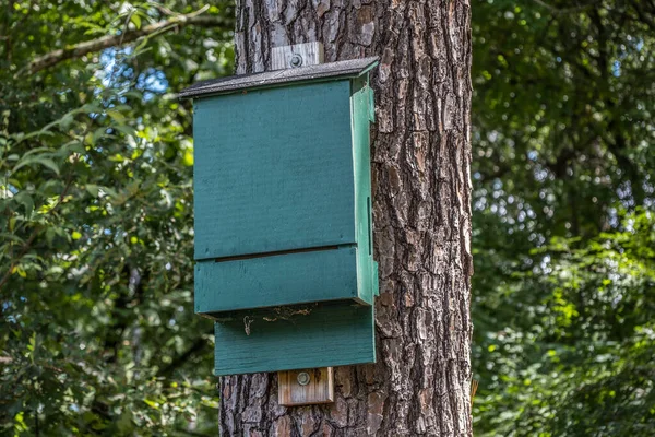 A painted wooden bat housing box high up mounted on a tree vertically where the bats fly into the bottom and hang upside down on the inside for protection during the daytime outdoors in the woodlands