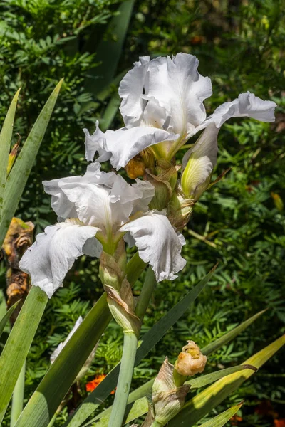 夏の晴れた日に 波打つ花びらが閉じられた背の高い茎に一緒に咲く明るい白いひげそりの虹彩のカップル — ストック写真