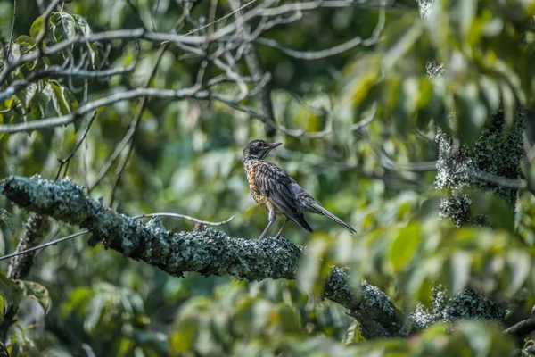 Pássaro Robin Bebê Quase Maduro Empoleirado Galho Coberto Líquen Alto — Fotografia de Stock