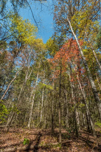 Při Pohledu Vzhůru Vysoké Barevné Stromy Lesích Zářivé Barvy Podzimního — Stock fotografie