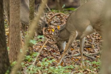 Daha büyük boynuzları olan yaşlı bir erkek geyik, daha küçük boynuzları olan genç bir erkek geyikle güreşiyor. İkisi de ormanda kavga ediyor. Ağaçların arasından geçen bir telefoto.