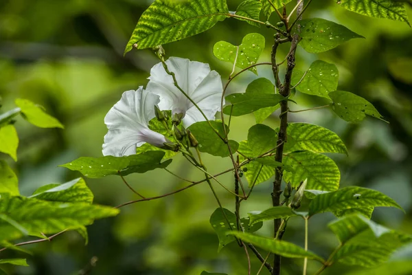 Pair Bright White Morning Glory Flowers Bloom Vine Wrapped Stick — Stock Photo, Image