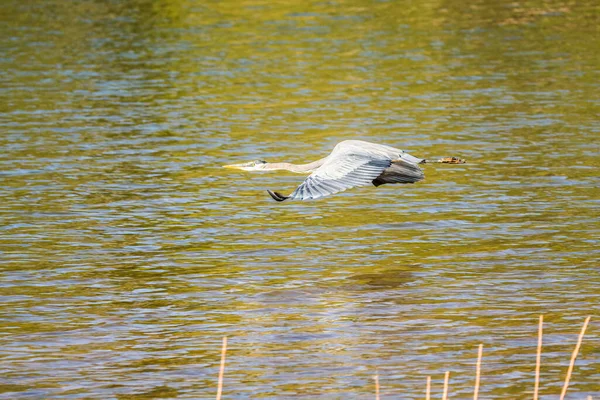 Grande Garça Azul Movimento Voando Baixo Longo Costa Lago Dia — Fotografia de Stock