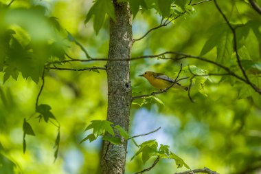 Güzel, parlak, sarı prothonotary bir bülbül İlkbaharda gölgede küçük bir ağacın tepesine tünemiş.