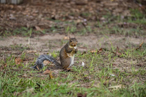 다람쥐가서 커다란 뚜껑에서 줄기까지 전체를 먹으면서 공원의 위에서 주위를 지켜보고 — 스톡 사진