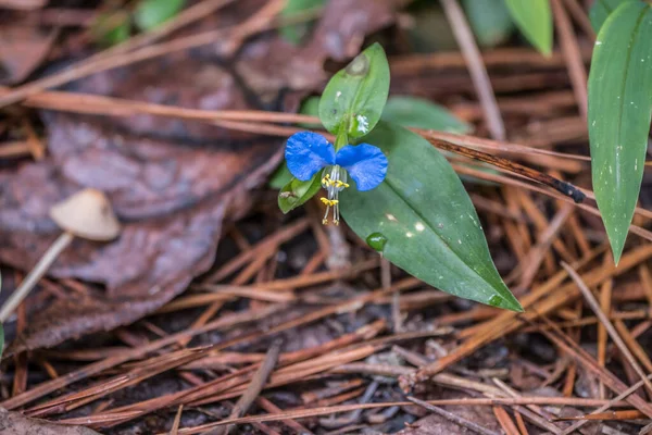 Hermoso Girasol Verdadero Color Azul Pequeña Flor Silvestre Que Crece — Foto de Stock