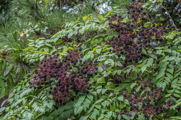 Partial View Closeup Ripening Elderberries Growing Wild Used Many Different — Stock Photo, Image