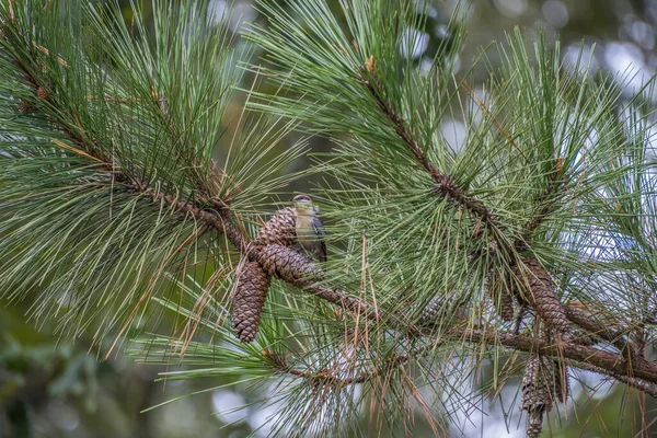 Nuthatch Marrom Dirigido Empoleirado Pinecone Unido Ramo Com Agulhas Pinheiro — Fotografia de Stock