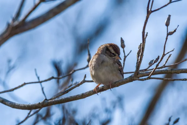 Ein Kleiner Sperling Ruht Auf Einem Ast Hoch Oben Baum — Stockfoto