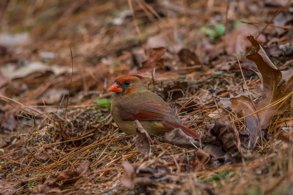 Rengarenk Bir Dişi Kardinal Kışın Ormanda Yaprakların Iğnelerin Arasında Yiyecek — Stok fotoğraf