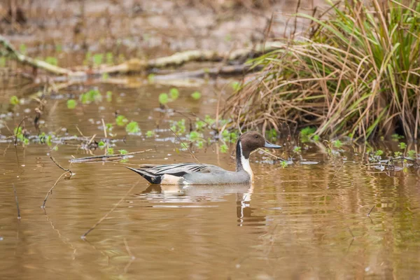 Pato Pintail Norte Macho Adulto Migrando Para Sul Para Geórgia — Fotografia de Stock