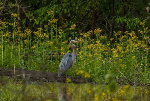 Garza Azul Parada Las Aguas Poco Profundas Los Humedales Con —  Fotos de Stock