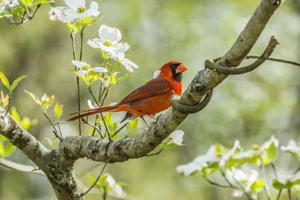 Pássaro Cardeal Macho Vermelho Vibrante Empoleirado Alto Galho Árvore Dogwood — Fotografia de Stock