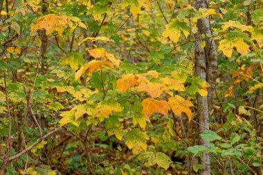 Ağaçlardaki yapraklar renk değiştiriyor klorofili kaybediyor. Sonbahar zamanı parlak sarı renge ve turuncu yakın görüntüye dönüşüyor.