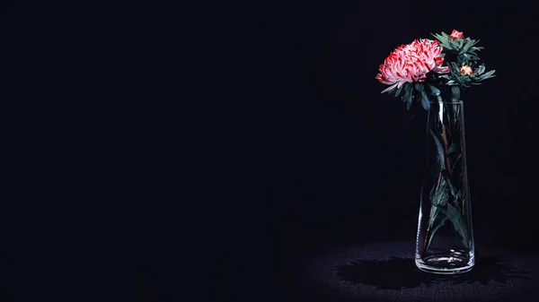 Aster flower se encuentra en un jarrón de vidrio con una hermosa sombra sobre un fondo oscuro — Foto de Stock