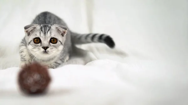 A Scottish kitten with huge eyes prepared to jump onto the toy. — Stock Image A Scottish kitten with huge eyes prepared to jump onto the toy. Stock Picture