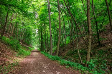 Büyülü orman yolu