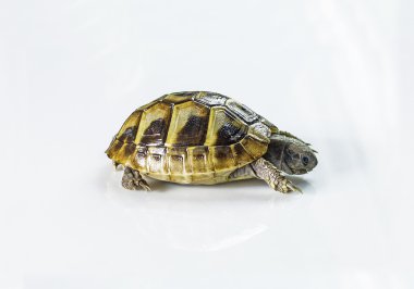 Genç Yunan kaplumbağa