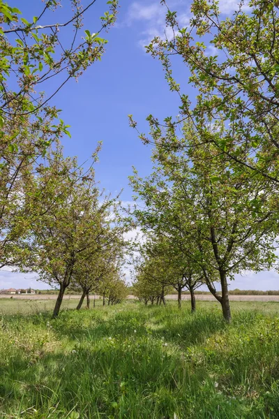 İş binaları, windows