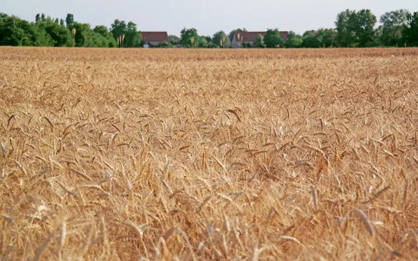麦畑の夏 — ストック写真
