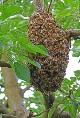 Bee colony on a tree clipart
