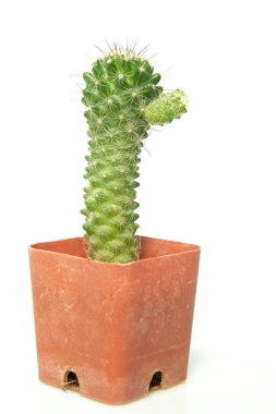 Kaktüs beyaz arkaplanda izole.