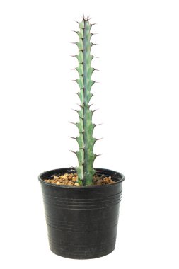 Kaktüs beyaz arkaplanda izole.
