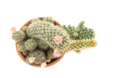 Üst görünüm Kaktüsü beyaz arkaplanda izole.